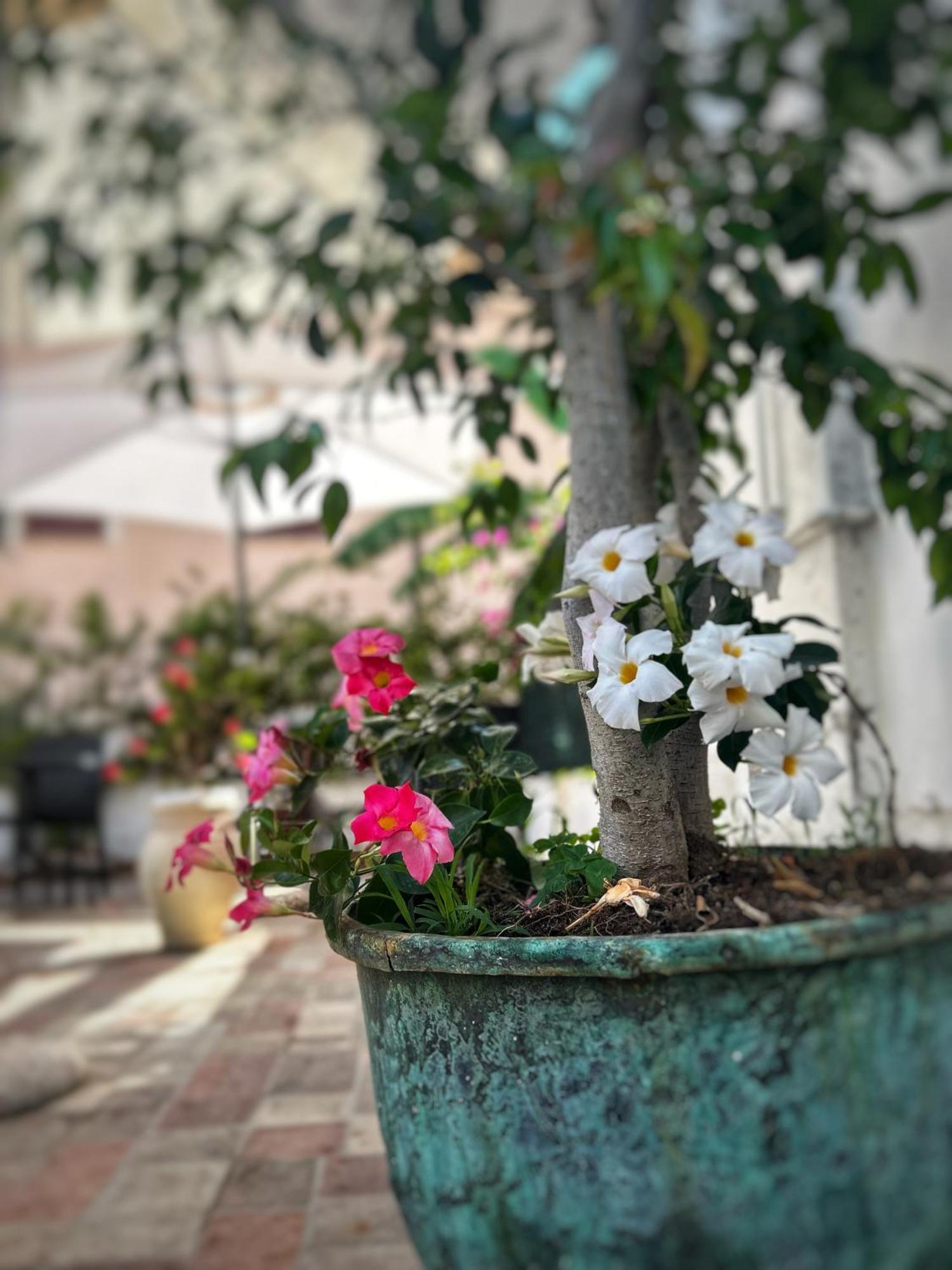 La Maison Derriere Tropea Eksteriør billede